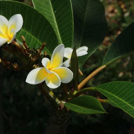 Gite Des Acacias Union Vale Dış mekan fotoğraf