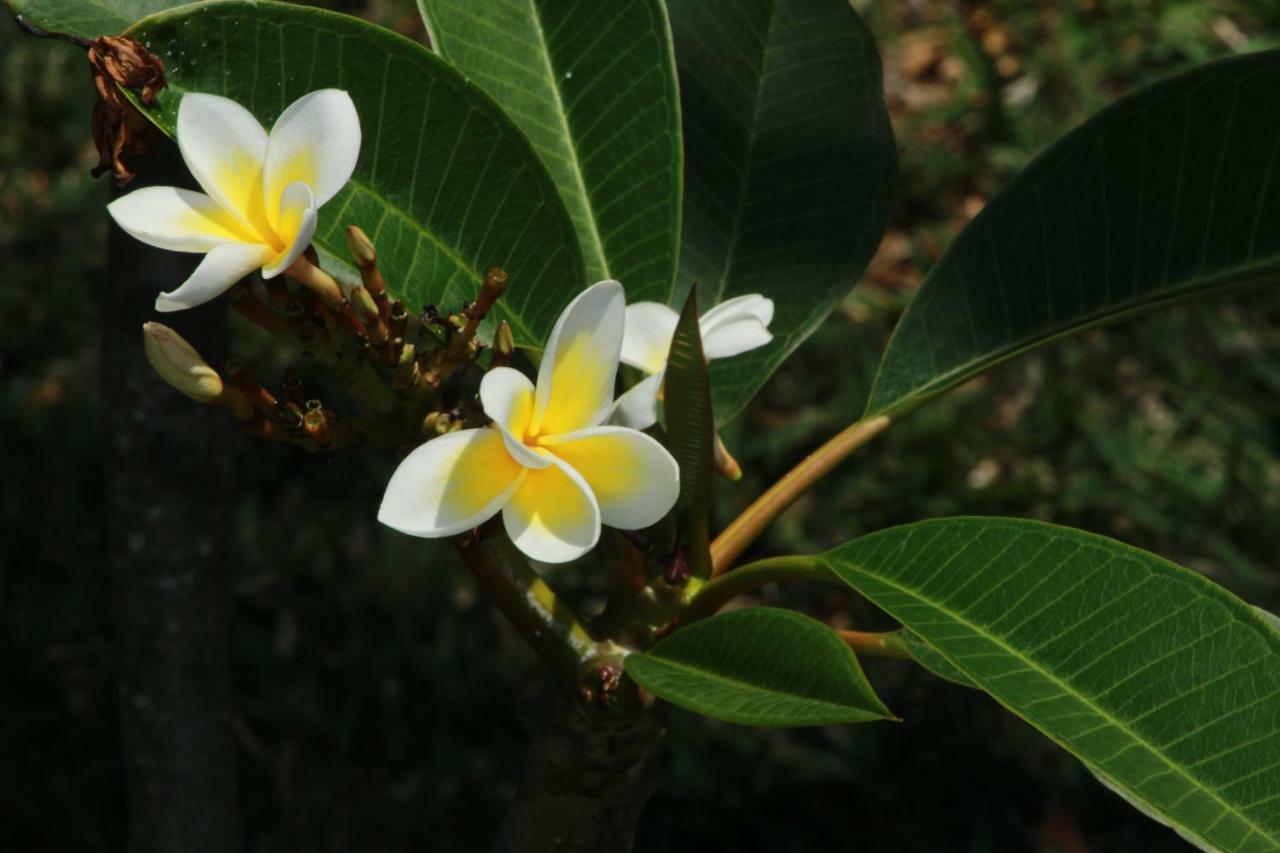 Gite Des Acacias Union Vale Dış mekan fotoğraf